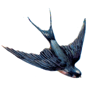 Swallow PNG-67364